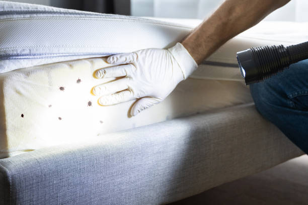 Best Rat Extermination Near Me  in South Haven, MI